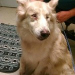 Ellie Blind Collie/Mix