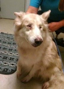 Ellie Blind Collie/Mix