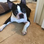 Bert Blind Boston Terrier Halo