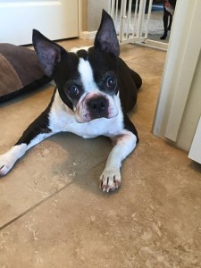 Bert Blind Boston Terrier Halo