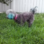 Gertie Blind Poodle Halo