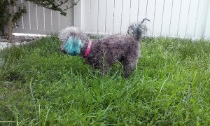 Gertie Blind Poodle Halo