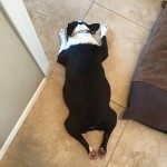Bert Blind Boston Terrier Halo