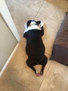 Bert Blind Boston Terrier Halo