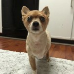 Wickett Blind Chihuahua mix Halo