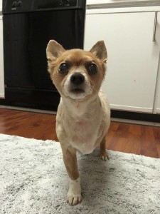 Wickett Blind Chihuahua mix Halo