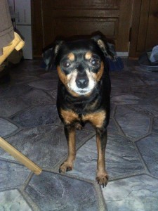 Naru Blind MinPin Halo