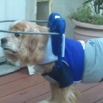 Nacho Blind Cocker Spaniel