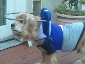 Nacho Blind Cocker Spaniel