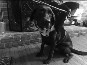 Angus Blind Lab Halo