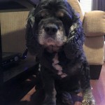 Bosco Blind Cocker Halo