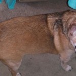 Jordan Blind Chihuahua Halo