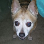 Jordan Blind Chihuahua Halo