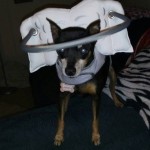 Bruno Blind Miniature Pinscher Halo