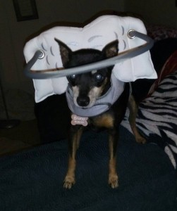 Bruno Blind Miniature Pinscher Halo