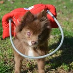 Sierra Blind Pomeranian Halo