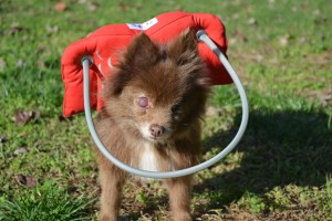 Sierra Blind Pomeranian Halo