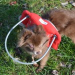 Sierra Blind Pomeranian Halo