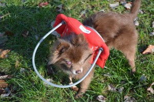 Sierra Blind Pomeranian Halo