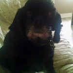 Dolly Blind Cocker Spaniel Halo
