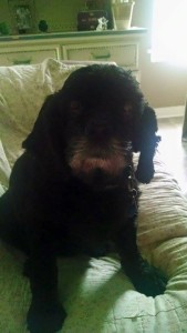 Dolly Blind Cocker Spaniel Halo