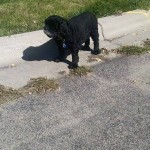 Dolly Blind Cocker Spaniel Halo