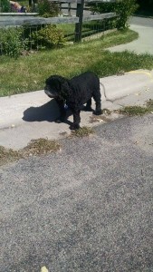 Dolly Blind Cocker Spaniel Halo