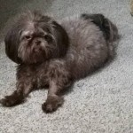 Hershey Blind Shih Tzu Halo