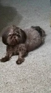 Hershey Blind Shih Tzu Halo