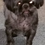 Hershey Blind Shih Tzu Halo