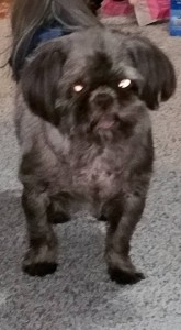 Hershey Blind Shih Tzu Halo