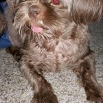 Hershey Blind Shih Tzu Halo