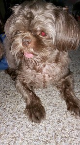 Hershey Blind Shih Tzu Halo
