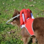 Sierra Blind Pomeranian Halo