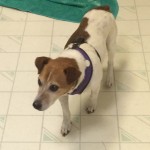 Beagle /Dachshund halo