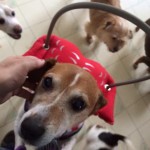 Jack Jack Blind Beagle Halo