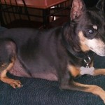 Bruno Blind Min Pin Halo