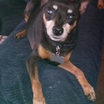 Bruno Blind Min Pin Halo