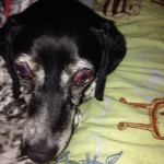 Kity Blind Pointer Halo