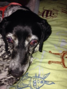Kity Blind Pointer Halo