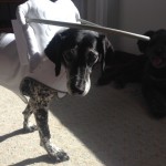 Kity Blind Pointer Halo