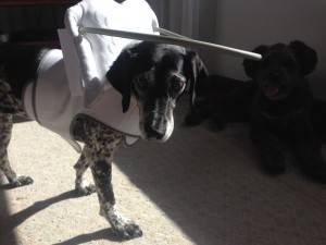 Kity Blind Pointer Halo