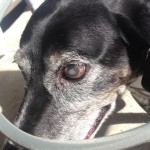 Kity Blind Pointer Halo