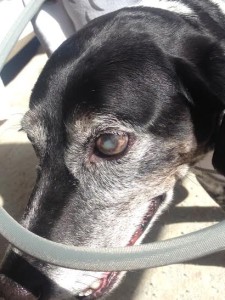 Kity Blind Pointer Halo