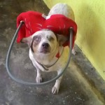 Maggie Mae Blind Dog Halo