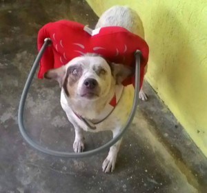 Maggie Mae Blind Dog Halo