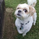 Mason Blind Shih Tzu Halo