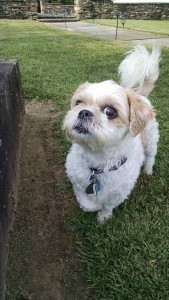 Mason Blind Shih Tzu Halo
