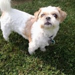 Mason Blind Shih Tzu Halo