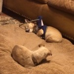 Maxwell Blind Chihuahua Halo